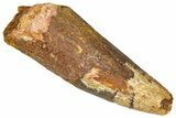 Fossil Spinosaurus Tooth - Feeding Worn Tip #365613-1